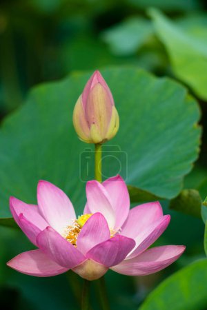 Téléchargez les photos : Belle fleur de lotus rose dans le lac - en image libre de droit