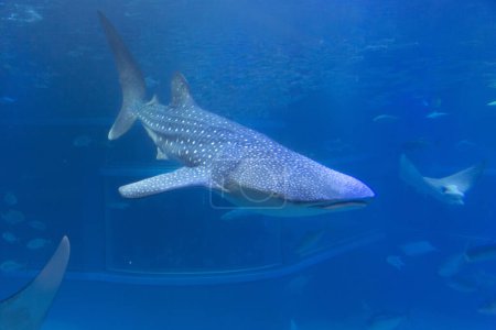 Téléchargez les photos : Un requin dans l'océan avec des poissons - en image libre de droit