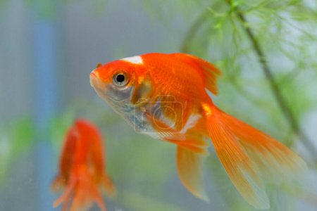 Photo for Cute gold fish in the aquarium, close up - Royalty Free Image