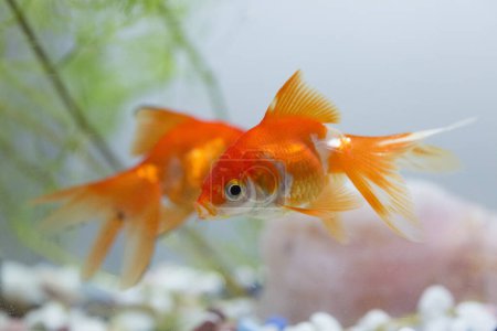 Foto de Dos peces de oro lindo en el acuario, de cerca - Imagen libre de derechos