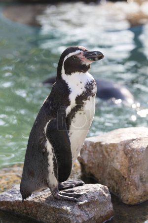 Téléchargez les photos : Mignon pingouin dans un zoo - en image libre de droit
