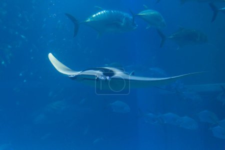 Téléchargez les photos : Vue sous-marine d'une belle mer avec des poissons diaboliques - en image libre de droit