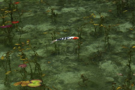 Téléchargez les photos : Les poissons koï sont une version colorée et ornementale des carpes communes - en image libre de droit