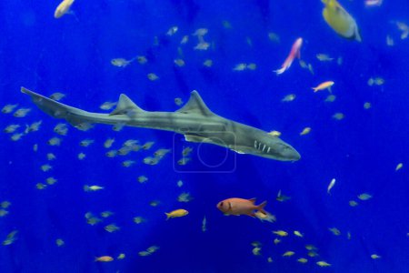 Foto de Tiburón en acuario con agua azul - Imagen libre de derechos