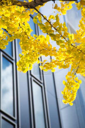 Photo for Yellow tree leaves in the city on a sunny day - Royalty Free Image