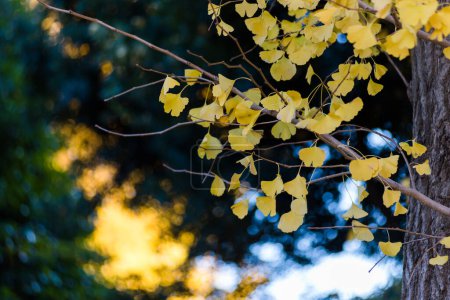 Téléchargez les photos : Feuilles jaunes sur ginkgo dans le parc d'automne au Japon - en image libre de droit