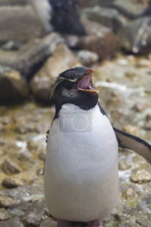 Téléchargez les photos : Vue rapprochée du pingouin aux ailes ouvertes - en image libre de droit