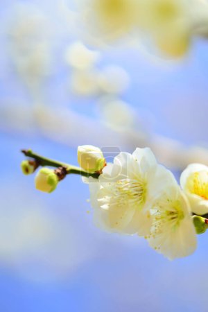 Photo for Beautiful spring flowers on blue sky background, cherry blossom - Royalty Free Image