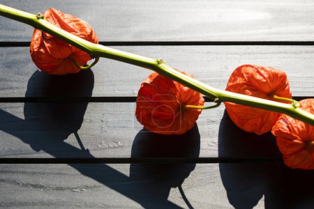 Téléchargez les photos : Branche de fleurs de physalis orange, plante décorative - en image libre de droit