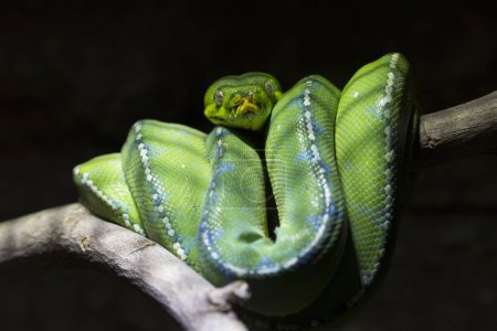 Téléchargez les photos : Un python vert dans la branche de l'arbre. - en image libre de droit