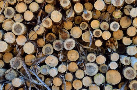Téléchargez les photos : Tas de bois de chauffage empilés dans une forêt - en image libre de droit