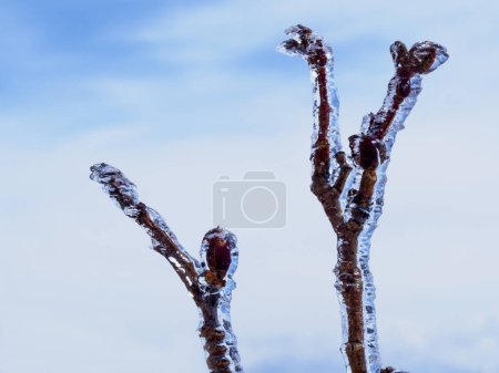 Photo for Icy branches of the tree on a frosty day - Royalty Free Image
