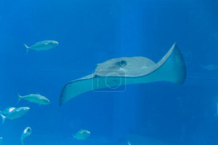 Téléchargez les photos : Vue rapprochée du poisson-raie en eau bleue - en image libre de droit