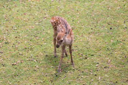 Foto de Ciervo en la hierba verde archivado en el parque de Nara, Japón - Imagen libre de derechos