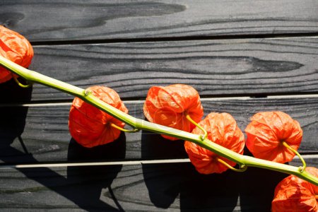 Téléchargez les photos : Branche de fleurs de physalis orange, plante décorative - en image libre de droit