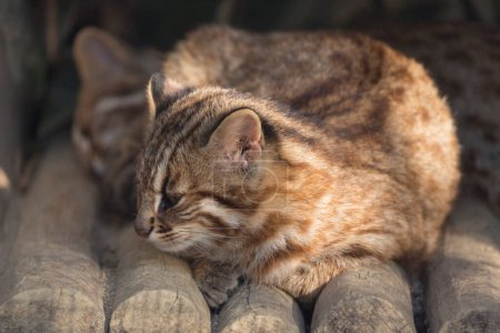 Téléchargez les photos : Portrait de chat sauvage dans le zoo japonais sur fond - en image libre de droit