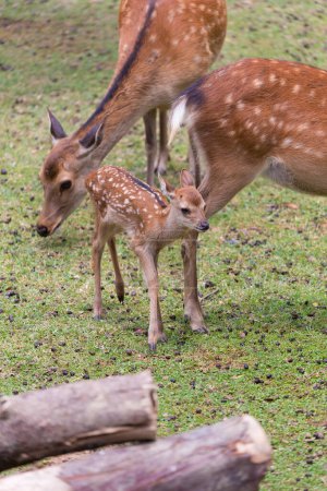 Téléchargez les photos : Groupe de cerfs sur l'herbe verte déposée dans le parc Nara, Japon - en image libre de droit