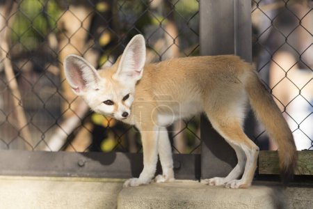 Photo for Fennec Fox (Vulpes zerda) in zoo - Royalty Free Image