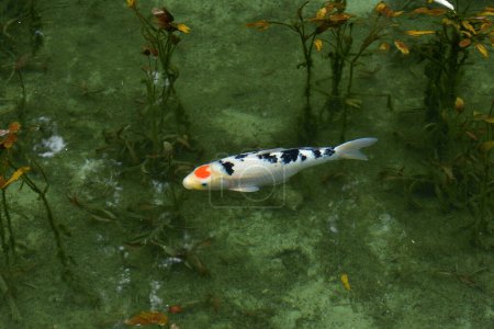 Photo for Koi fish are a colorful, ornamental versions of the common carps - Royalty Free Image