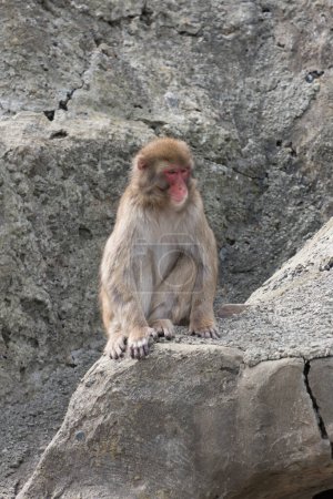 Photo for Cute little money in the zoo, Japan - Royalty Free Image