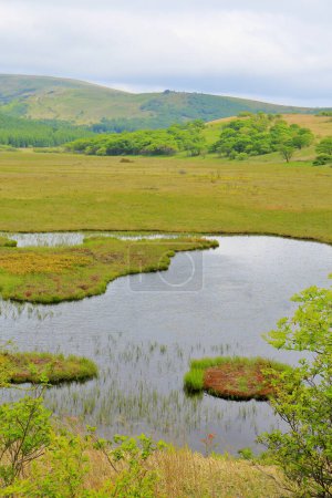 Foto de Hermoso paisaje de pantano con hierba verde - Imagen libre de derechos