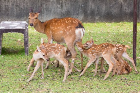 Grupo de ciervos sobre la hierba verde archivado en el parque de Nara, Japón