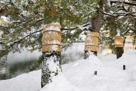 Téléchargez les photos : Branches d'arbres enneigés en forêt hivernale - en image libre de droit