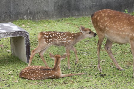 Foto de Grupo de ciervos sobre la hierba verde archivado en el parque de Nara, Japón - Imagen libre de derechos
