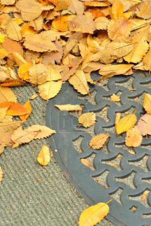 Photo for Fallen yellow leaves in autumn park - Royalty Free Image