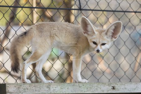 Fennec Fox (Vulpes zerda) im Zoo 