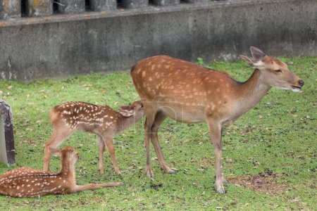 Téléchargez les photos : Groupe de cerfs sur l'herbe verte déposée dans le parc Nara, Japon - en image libre de droit