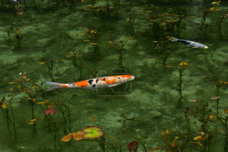 Téléchargez les photos : Les poissons koï sont une version colorée et ornementale des carpes communes - en image libre de droit