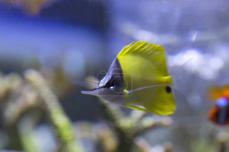 Photo for Tropical fish in aquarium - Royalty Free Image