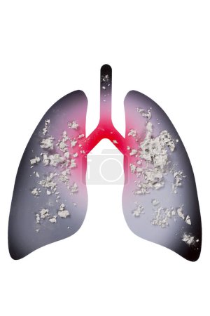 Photo for Human lungs, 3d illustration on white background - Royalty Free Image