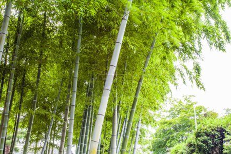 Téléchargez les photos : La belle vue sur les bambous dans le parc en été - en image libre de droit