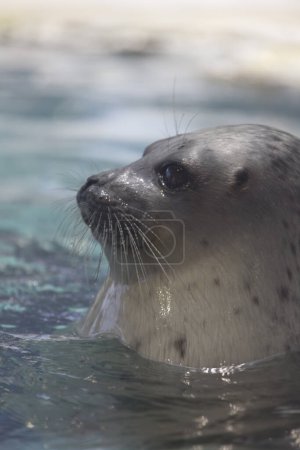 Photo for A seal swimming in the water - Royalty Free Image