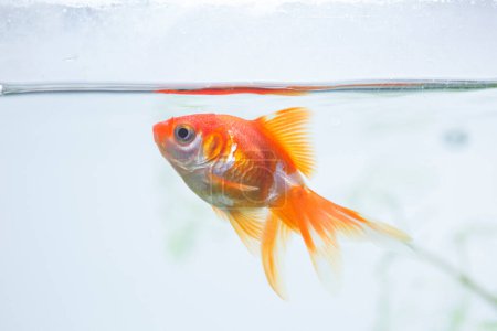 Téléchargez les photos : Mignon poisson doré dans l'aquarium, gros plan - en image libre de droit