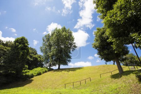 Foto de Árboles y cielo azul en el parque, fondo de la naturaleza - Imagen libre de derechos