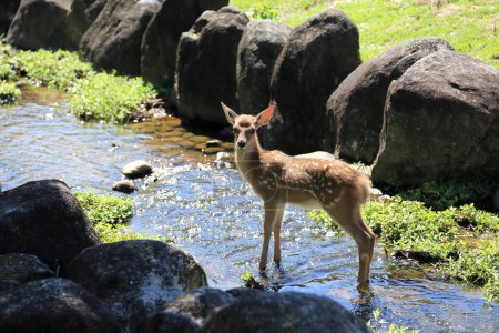 Téléchargez les photos : Cerfs debout le long de la rivière dans le zoo - en image libre de droit