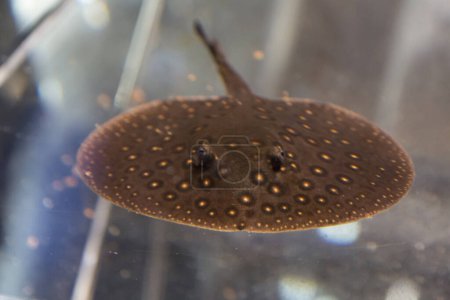 Foto de Un primer plano de un pez rayo marrón - Imagen libre de derechos