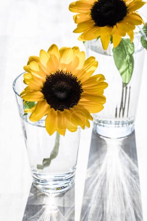 Foto de Dos flores de girasol en vasos sobre fondo blanco. - Imagen libre de derechos