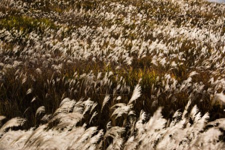 Photo for View of brown pampas grass, natural texture and background - Royalty Free Image