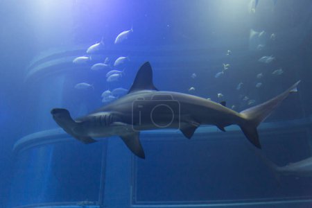 Téléchargez les photos : Requin nageant sous l'eau, vue rapprochée - en image libre de droit