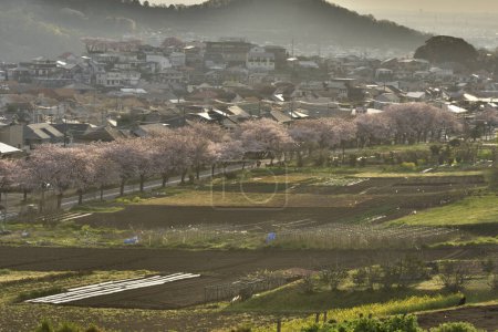Photo for Cherry blossom time in japan - Royalty Free Image