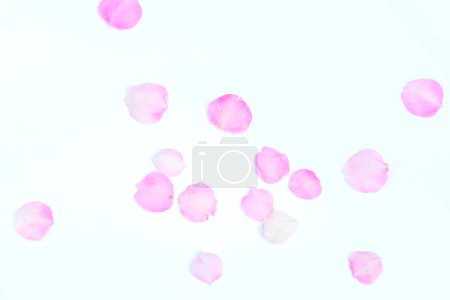 Photo for Tender pink sakura petals on light background, cherry blossom - Royalty Free Image