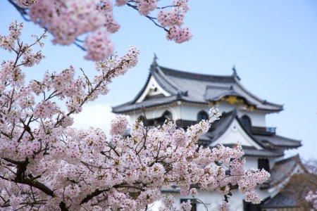 Photo for Spring Cherry Blossom Scene in Japan - Royalty Free Image
