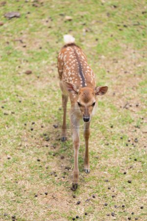 Foto de Ciervo en la hierba verde archivado en el parque de Nara, Japón - Imagen libre de derechos