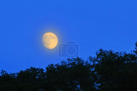 Téléchargez les photos : Beau ciel nocturne avec pleine lune au-dessus des arbres sombres - en image libre de droit
