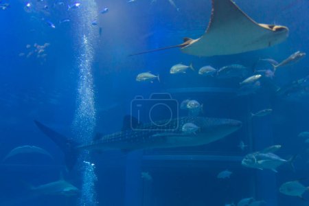 Téléchargez les photos : Vue sous-marine du requin avec des poissons dans l'aquarium. - en image libre de droit