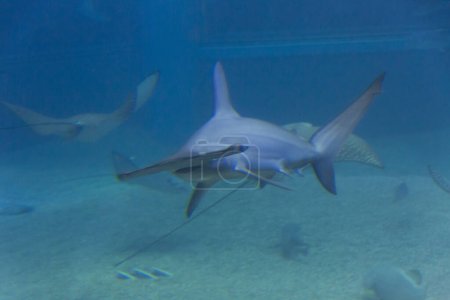 Téléchargez les photos : Vue rapprochée du requin en eau bleue - en image libre de droit